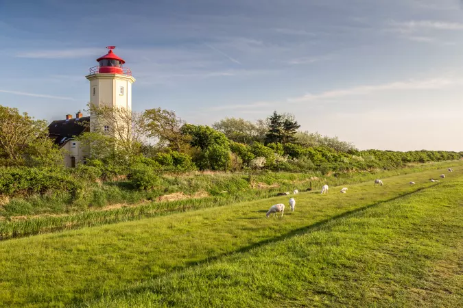 Lighthouse on a green hill with sheep in Fehmarn